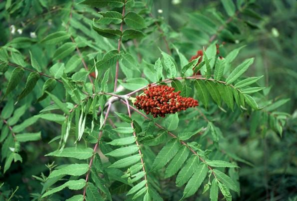 {Rhus glabra}
